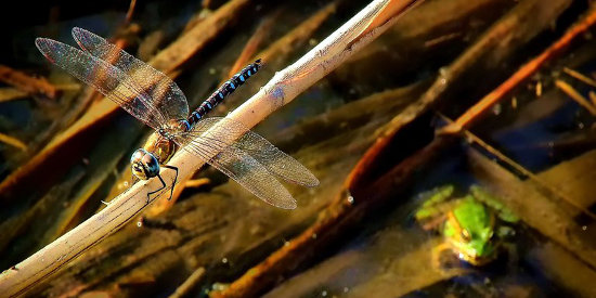 Dragonfly and frog