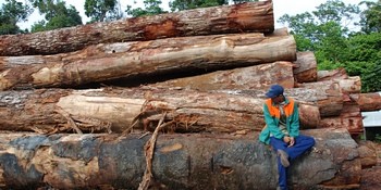 Logging in the Brazilian Amazon.