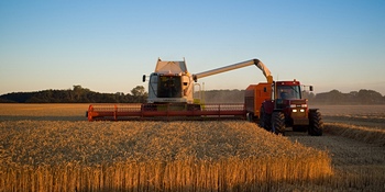 Wheat-harvest