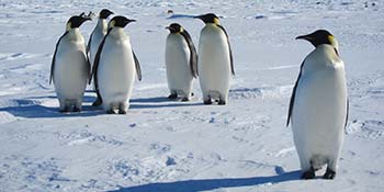 Penguins in snow