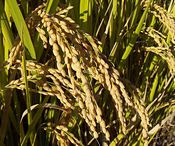 Rice-crop