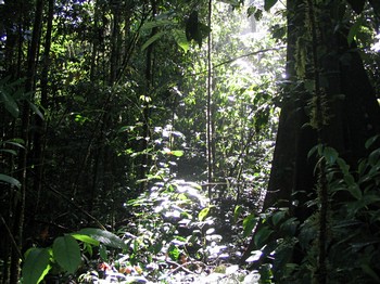 Undisturbed forest in the Brazilian Amazon. Photo by Malva Hernandez.