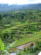 Traditional terraced rice paddy in a subak in Catur Angga Batukaru.