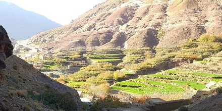 Winter wheat grows on terraced fields near Tamatert, in the High Atlas mountains of Morocco.