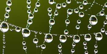 Drops of water on a spider webb 