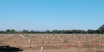 A new orchard planted in 2016 outside of Davis, Calif.