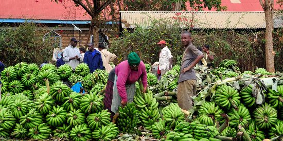Banana market in the Mount Kenya region.