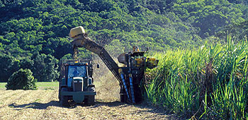 Growing energy crops (cane) in Africa 