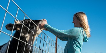 A woman petting a cow