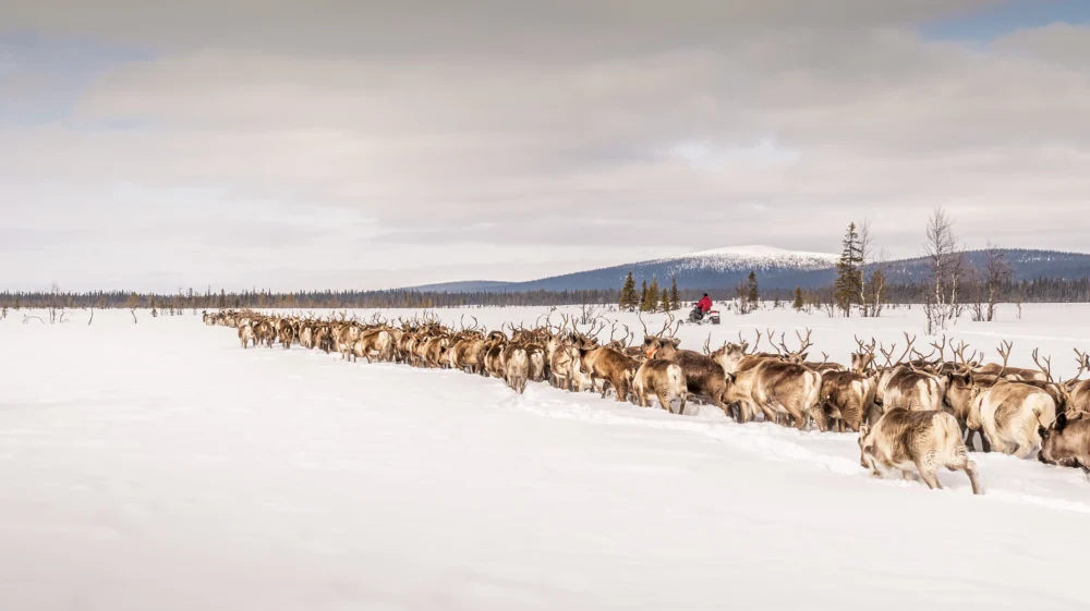 Reindeer herding in the north of Sweden.