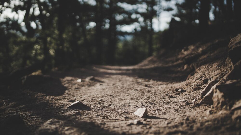 Forest soil