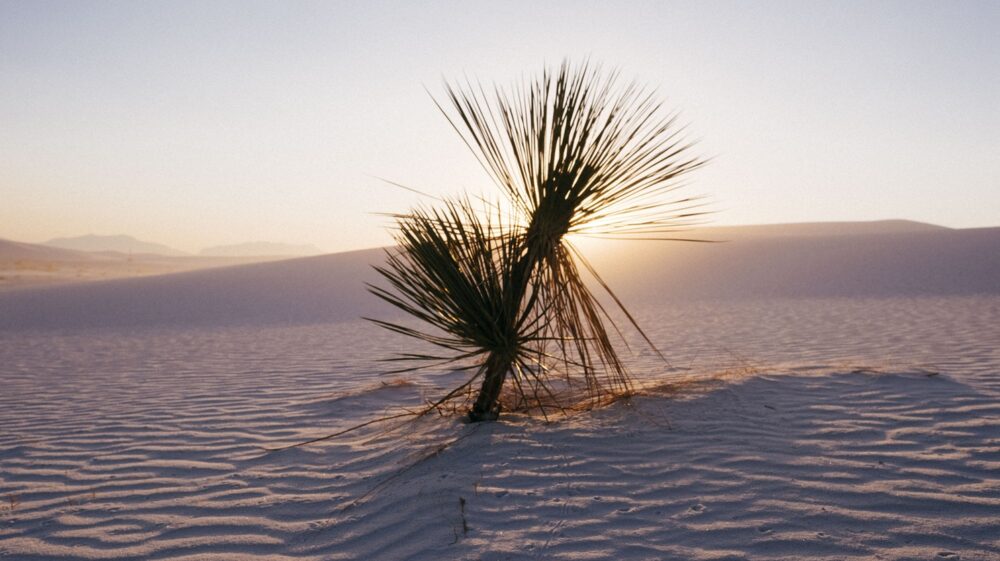 Dessert shrub