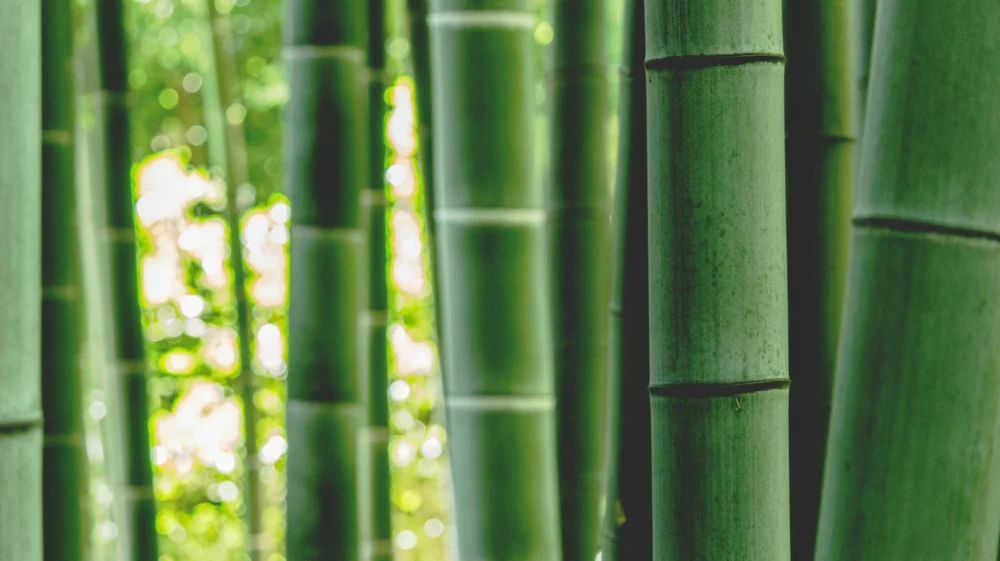 bamboo forest