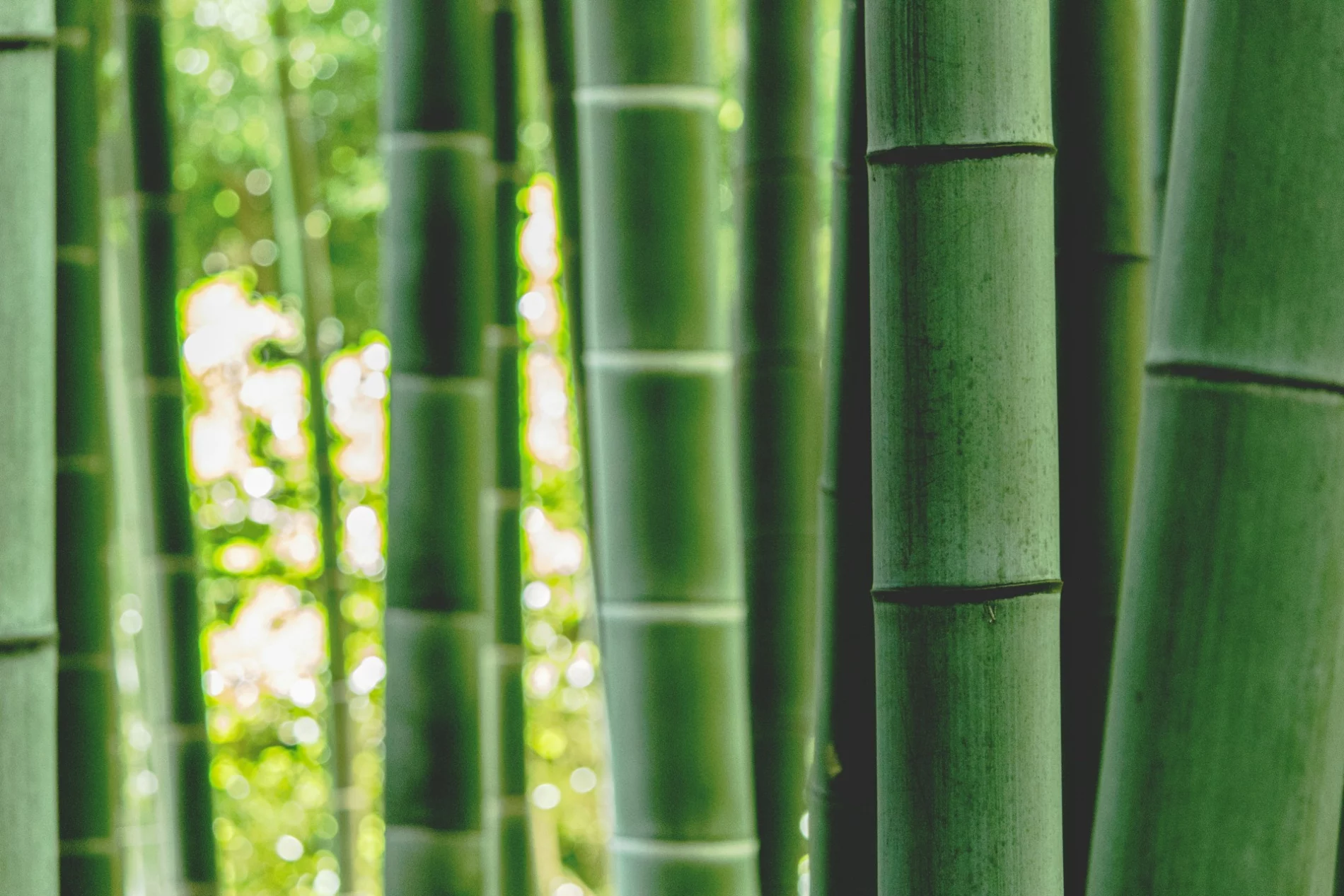 bamboo forest