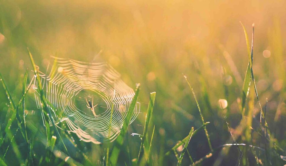 Spider web in wet grass