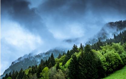 Green forest