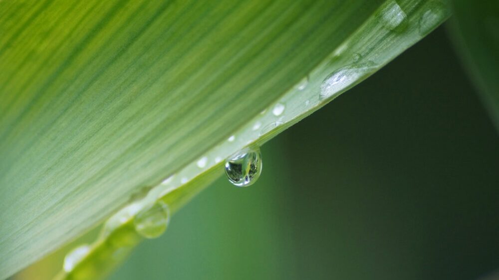 Raindrop on green leaf