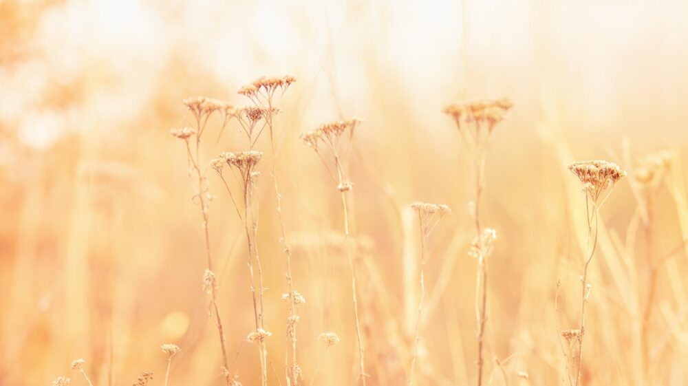 Orange field of flowers