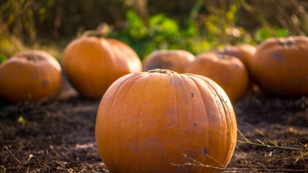 Pumpkins