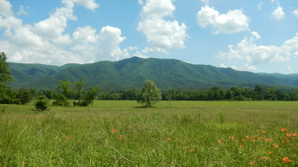 field