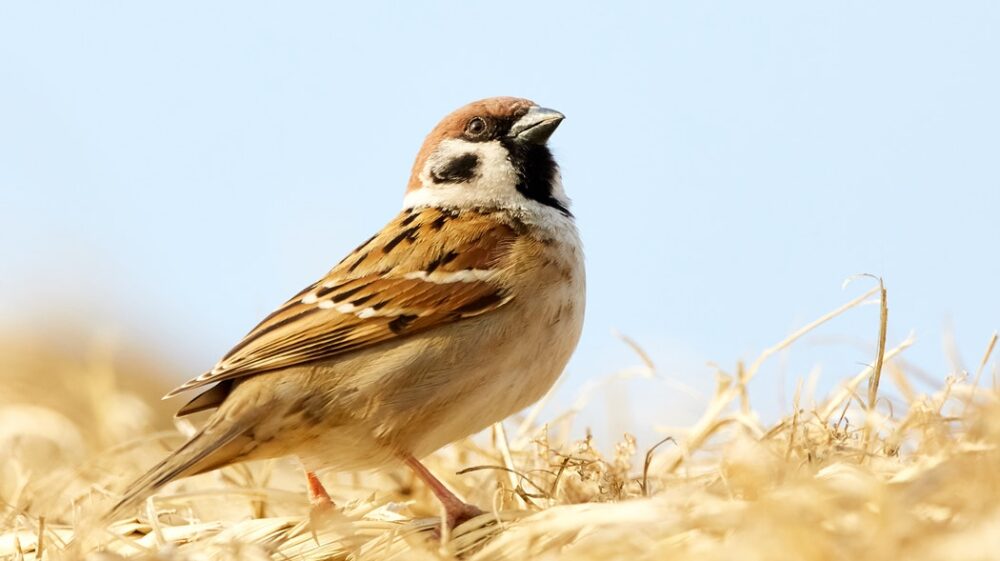 Small bird