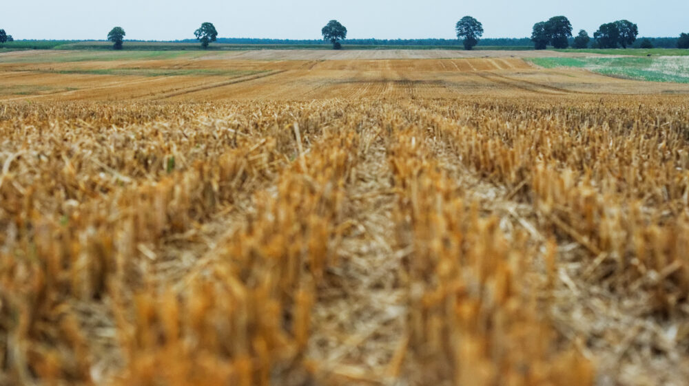 Field