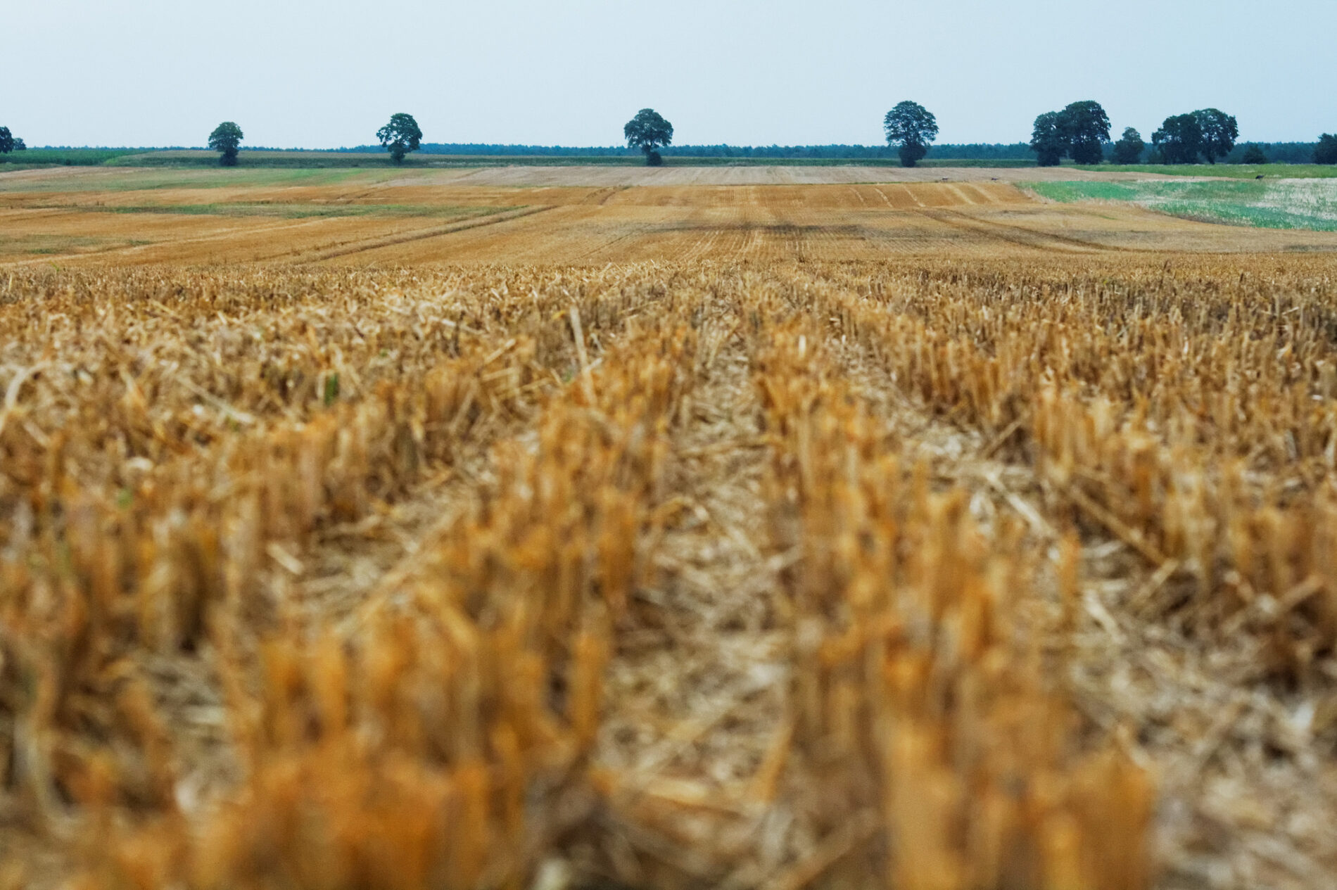 Field