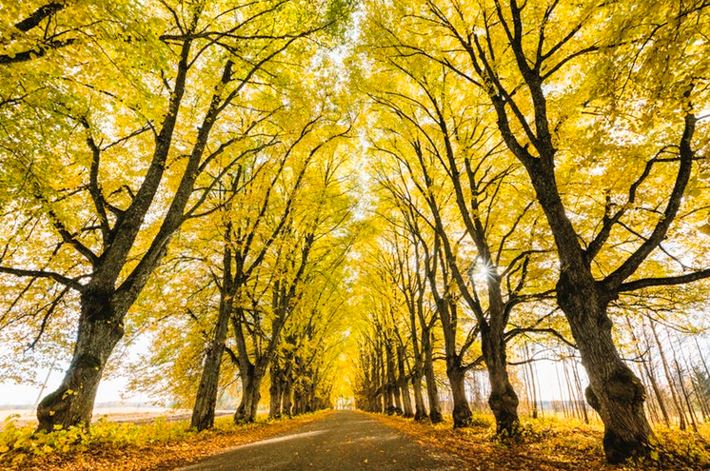 Autumn colored avenue
