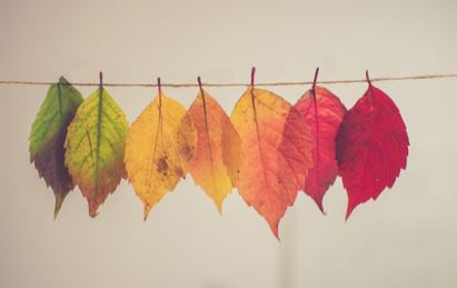 Coloured leaves