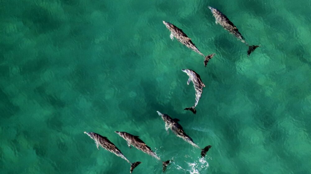 Dolphins in Mozambique
