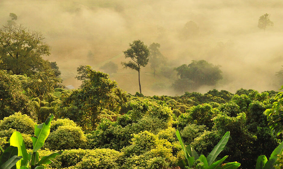 A rainforest covered with fog.