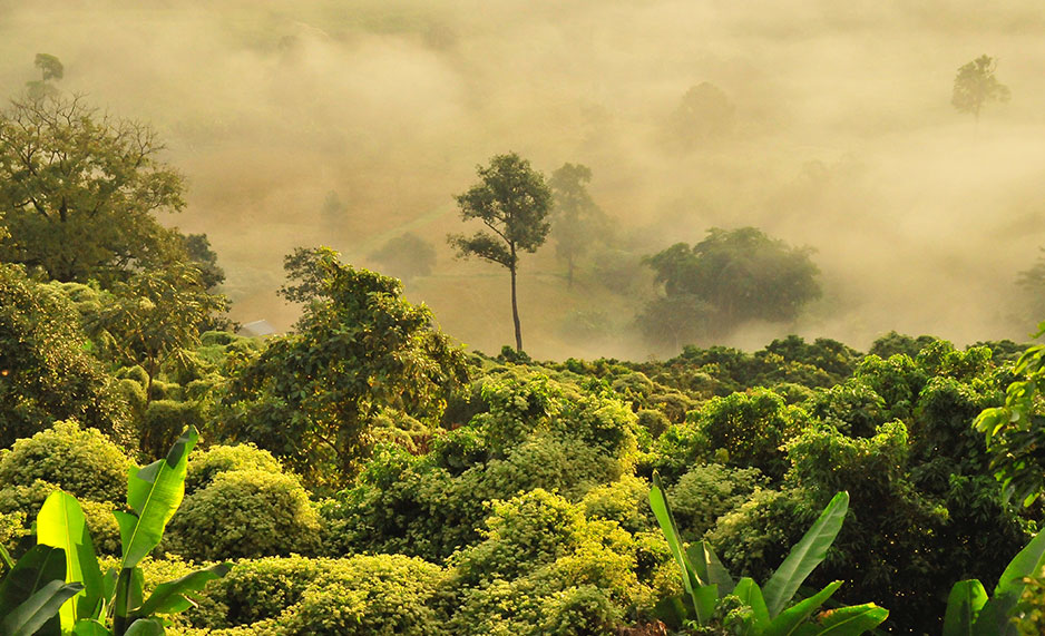 A rainforest covered with fog.