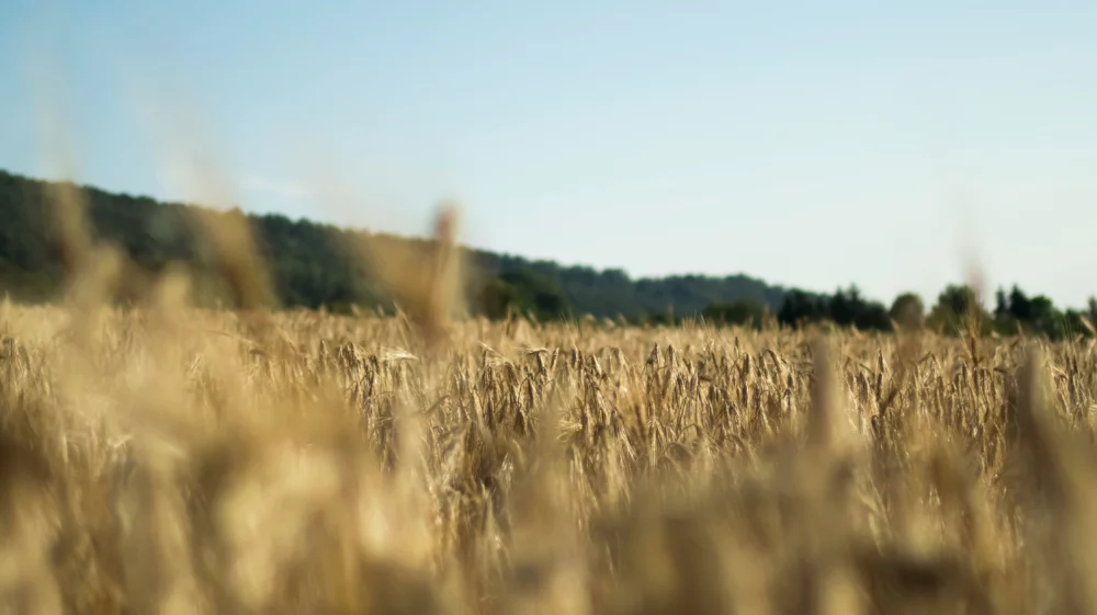 wheat field