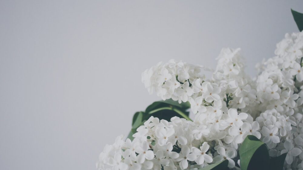 Summer flowers