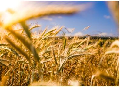 Agricultural field