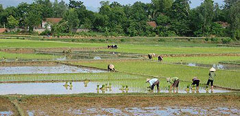 Farmers on rice field