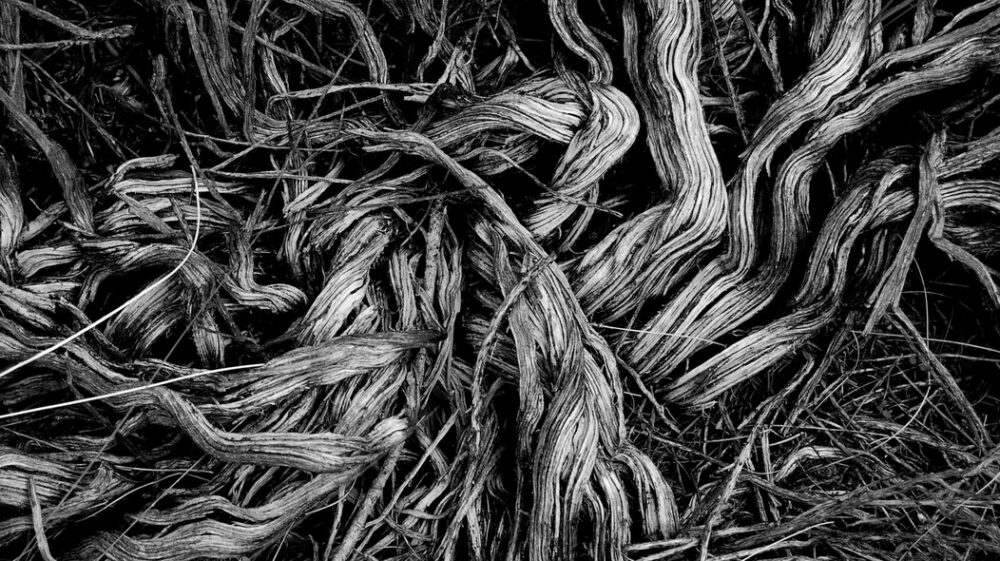Roots