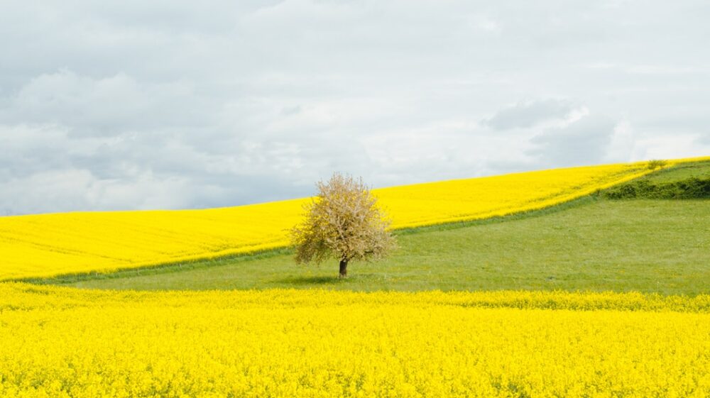 Tree in yellow field