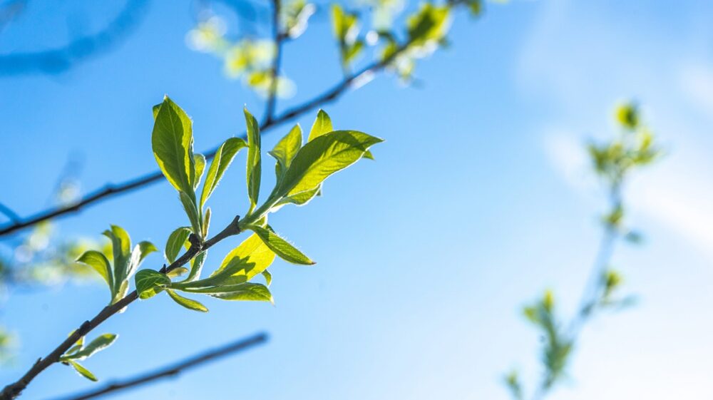 Green leaves in branch