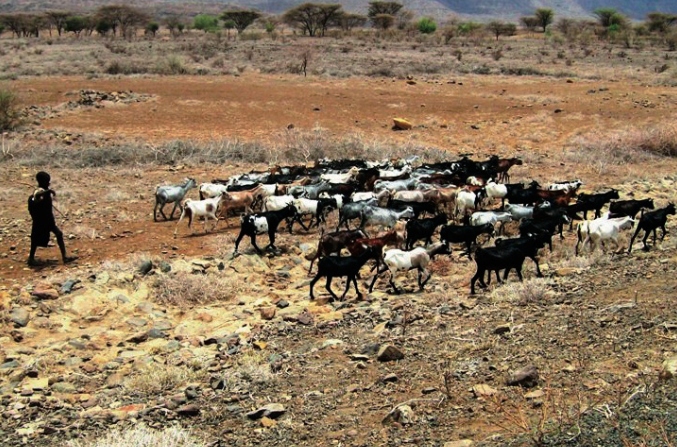 Goat keeper in Kenya