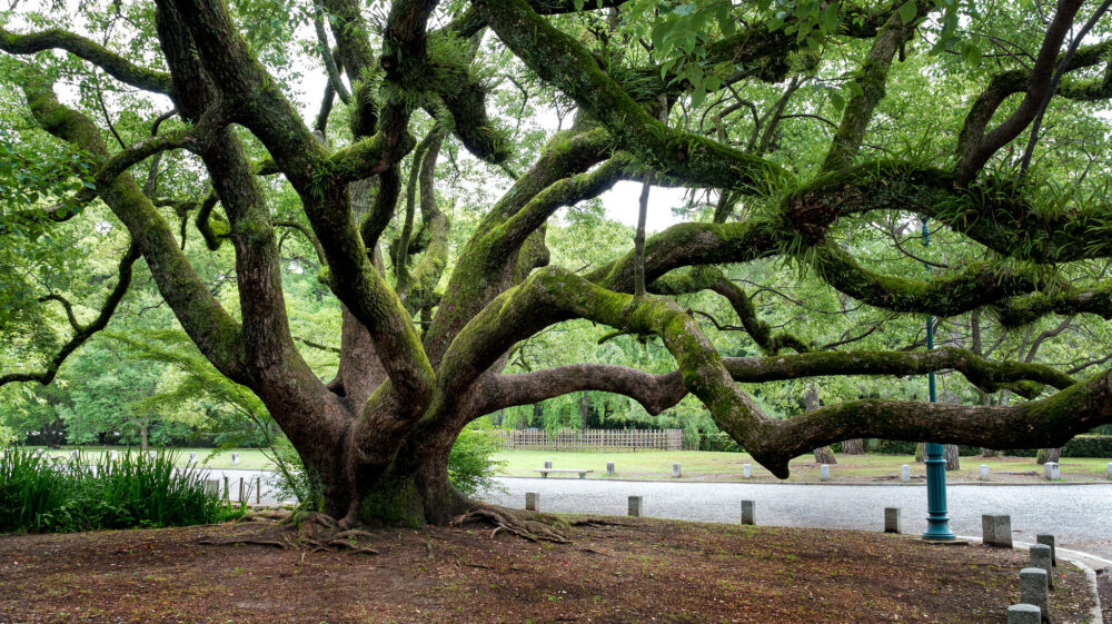Gnarled tree