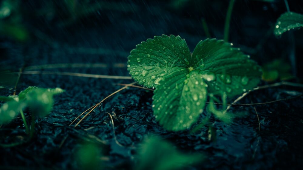 Rain wet leaf