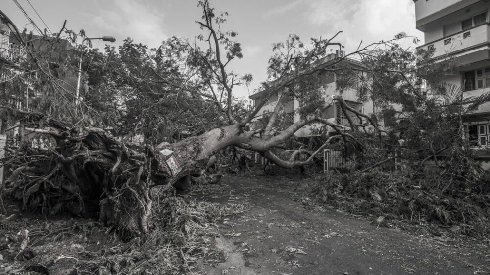 Fallen tree