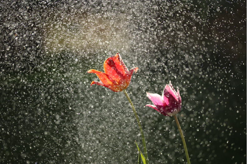 Rain on tulips