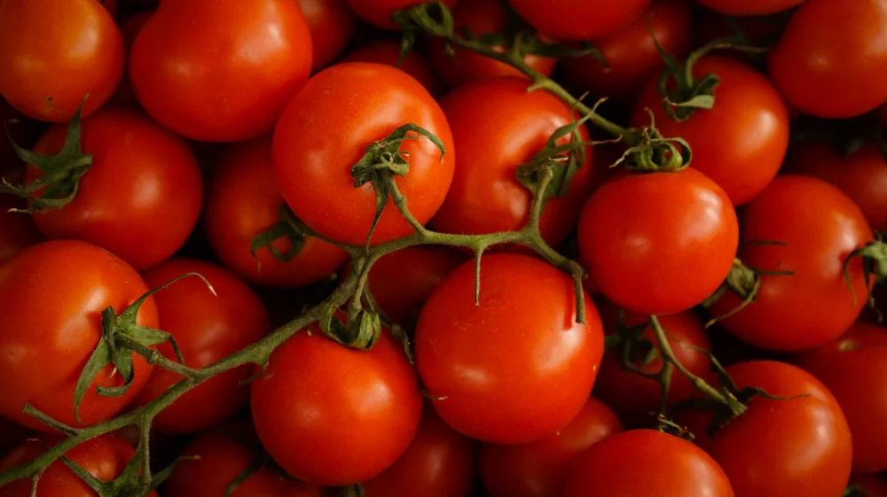 tomatoes