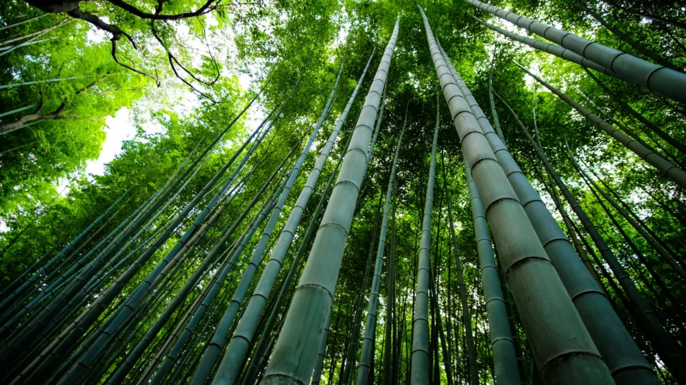 bamboo forest