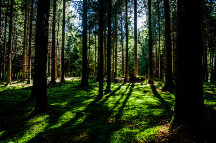Swedish forest