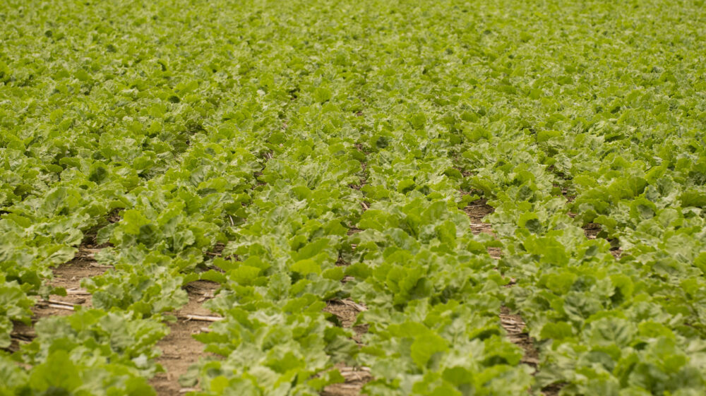 Field with crops