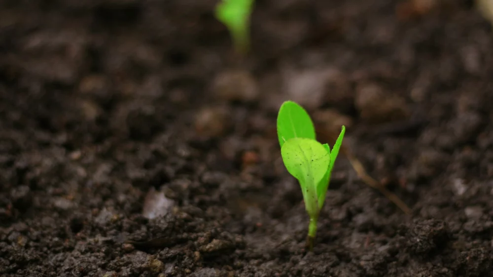 sprout in soil