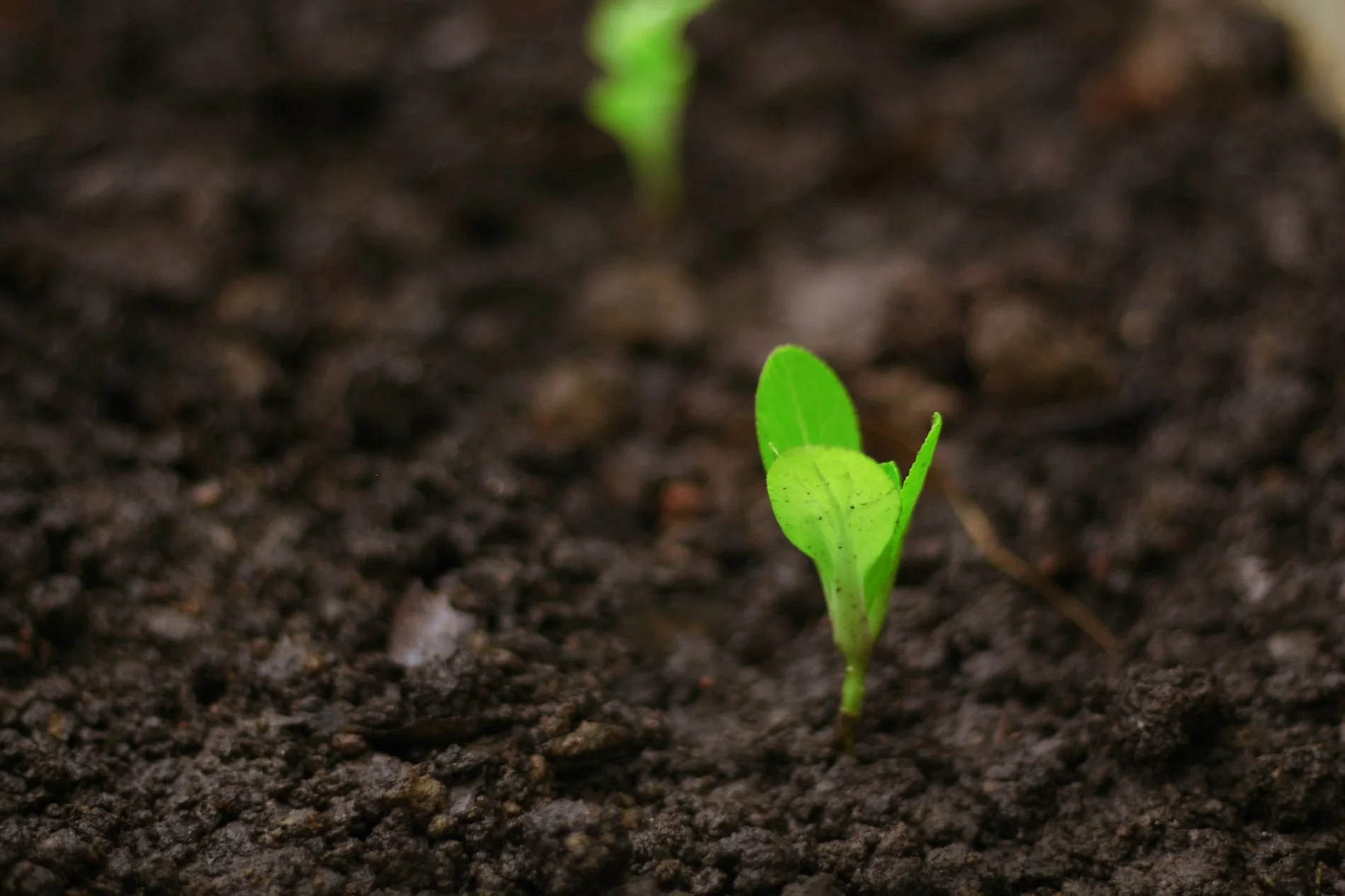 sprout in soil